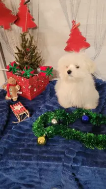 Chłopczyk Maltańczyk ZkwP fci 3