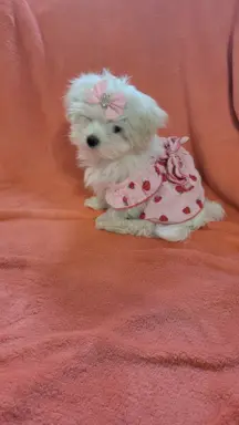 Suczka Maltańczyk fci Zkwp 3