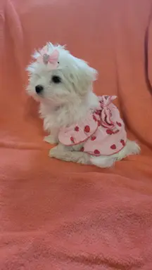 Suczka Maltańczyk fci Zkwp 4