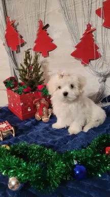 Suczka Maltańczyk fci Zkwp 6