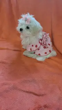 Suczka Maltańczyk fci Zkwp 7