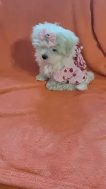 Suczka Maltańczyk fci Zkwp 8