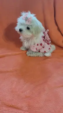 Suczka Maltańczyk fci Zkwp 10