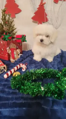 Chłopczyk Maltańczyk ZkwP fci 2