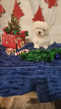 Chłopczyk Maltańczyk ZkwP fci 4