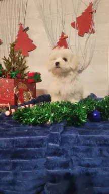 Chłopczyk Maltańczyk ZkwP fci 5