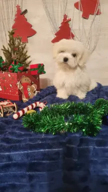 Chłopczyk Maltańczyk ZkwP fci 6