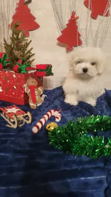 Chłopczyk Maltańczyk ZkwP fci 7