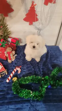 Chłopczyk Maltańczyk ZkwP fci 8