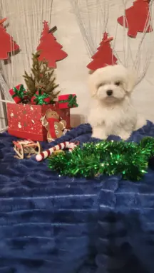 Chłopczyk Maltańczyk ZkwP fci 9