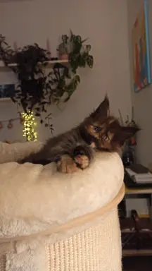 Kotka Aria szuka swojego domku 3