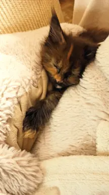 Kotka Aria szuka swojego domku 5