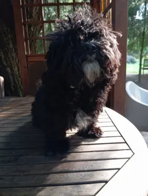 Rosyjska Bolonka Kolorowa piesek o imieniu Gibson 2