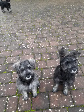 Sznaucer Miniaturowy 1