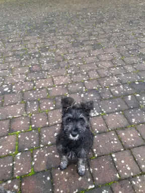 Sznaucer Miniaturowy 2