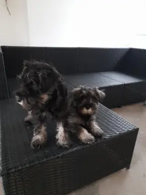 Sznaucer Miniaturowy 4