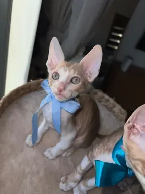 Luxusowe koty Cornish rex RUDY chłopczyk - wykatkowe oczy 1 2