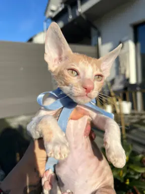 Luxusowe koty Cornish rex RUDY chłopczyk - wykatkowe oczy 1 3