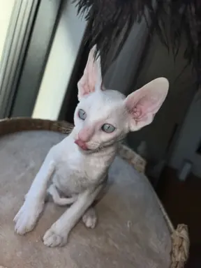Cornish rex cudowny boy wyjątkowe oczy 5