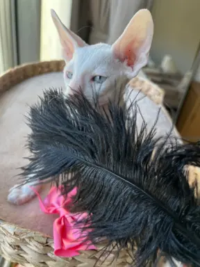 Cornish rex cudowny boy wyjątkowe oczy 4