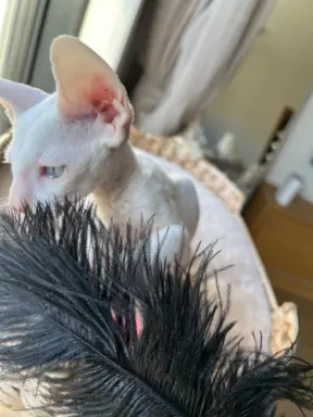Cornish rex cudowny boy wyjątkowe oczy 8
