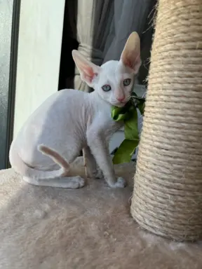 Cornish rex kocurek maleństwo  cudowne 2