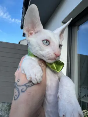 Cornish rex kocurek maleństwo  cudowne 3