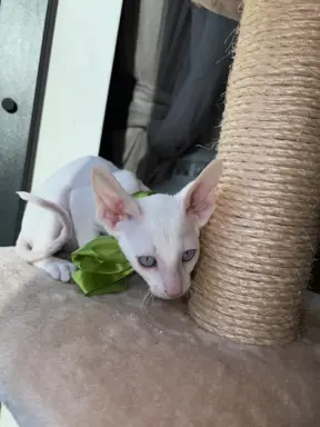 Cornish rex kocurek maleństwo  cudowne 4