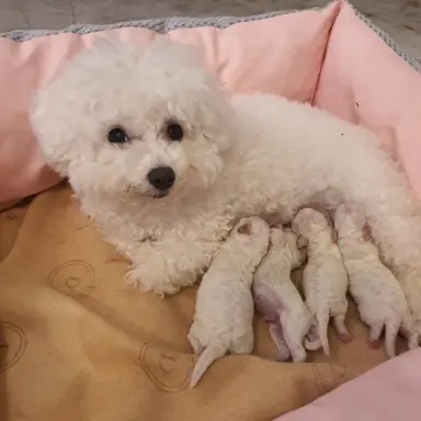 Szczenięta Bichon Frise 1