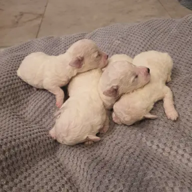 Szczenięta Bichon Frise 3