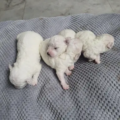 Szczenięta Bichon Frise 6