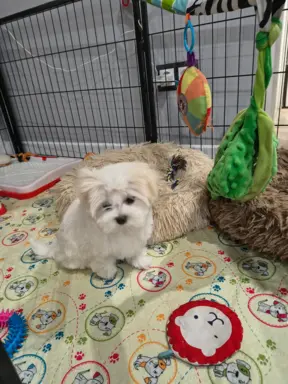 Maltanczyk szukają domu 7