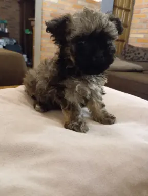 Oferuję do sprzedaży Sunię rasy Rosyjska Bolonka Kolorowa 2