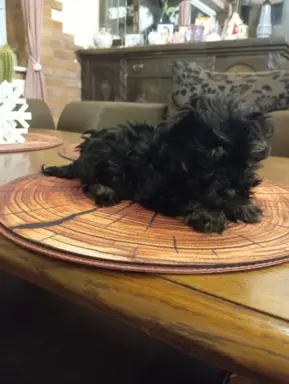 Oferuję do sprzedaży Sunię rasy Rosyjska Bolonka Kolorowa 1