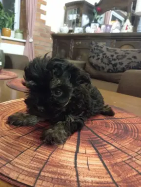 Oferuję do sprzedaży Sunię rasy Rosyjska Bolonka Kolorowa 2