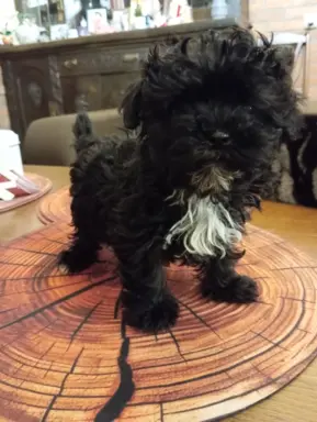 Sprzedam pieska rasy Rosyjska Bolonka Kolorowa o im. Karat 1