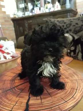 Sprzedam pieska rasy Rosyjska Bolonka Kolorowa o im. Karat 4