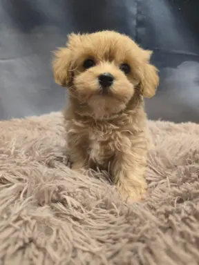 Maltipoo mini sunia xs 1