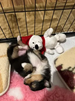 Owczarek szetlandzki ZKwP FCI suczka tricolor 7