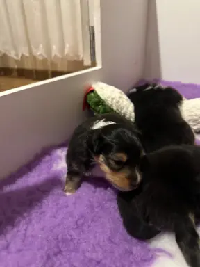 Owczarek szetlandzki ZKwP FCI suczka tricolor 8