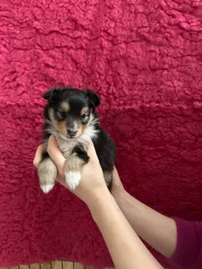 Owczarek szetlandzki ZKwP FCI suczka tricolor 6