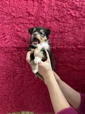 Owczarek szetlandzki ZKwP FCI suczka tricolor 5