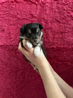 Owczarek szetlandzki ZKwP FCI suczka tricolor 3