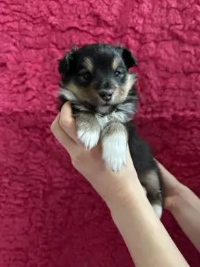 Owczarek szetlandzki ZKwP FCI suczka tricolor 4