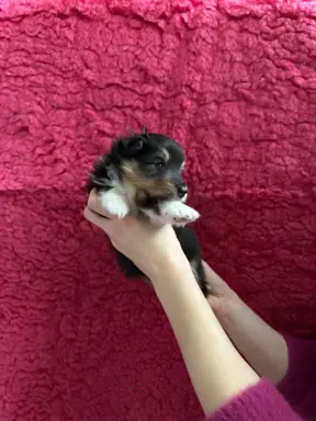 Owczarek szetlandzki ZKwP FCI suczka tricolor 2