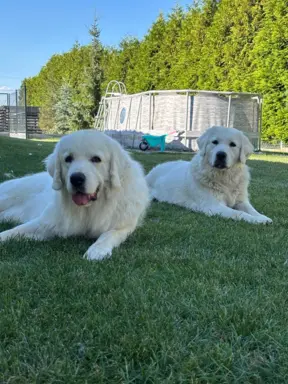 Polski owczarek Podhalański szczeniak Zkwp woj Łódzkie REZER 10