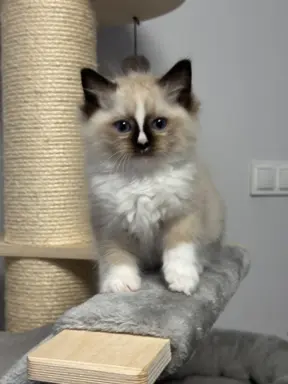 Kocięta Ragdoll - rodowód FPL, kastracja w hodowli 1