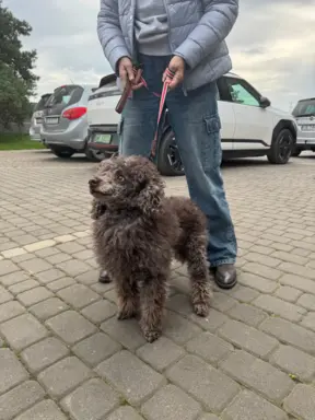 Pudel miniaturowy - śliczny czekoladowy chłopiec 6