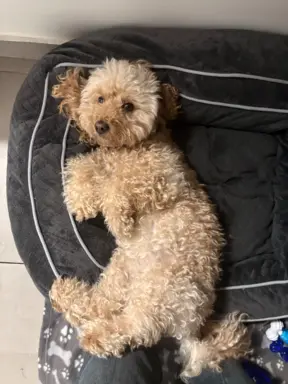 Pudel miniaturowy - śliczny czekoladowy chłopiec 5