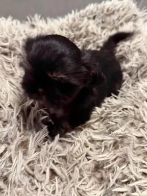 Sunia rasy shih tzu 3